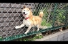 NOT THE SMARTEST DOGS doing DUMB THINGS - LAUGH at FUNNY DOGS compilation