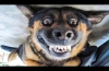  Awesome Funny Pet Animals' Life Videos 
