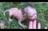 Real Werewolf Baby Caught on Camera