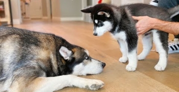  Puppy Meets Wolf!