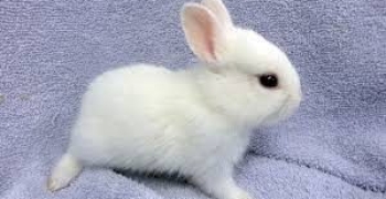 ❤ Bunnies Cute Baby Rabbit Videos