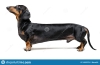 A Manipulated Image Of A Very Long Dachshund Dog Puppy, Black And Tan On 