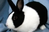Cute Black & White Rabbits