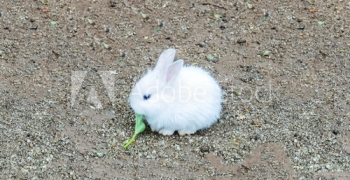 Cute Small Baby Easter Bunny
