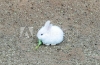 Cute Small Baby Easter Bunny