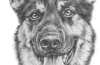 Dog Drawings | Pet Portraits | Pet Painting | Dog Painting ...
