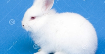 Free download Cute White Baby Rabbits