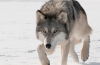 Gray Wolf | National Wildlife Federation