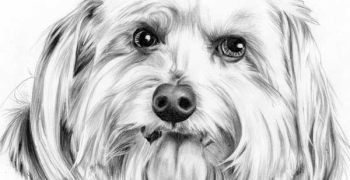How to draw a dog's tongue, How to draw pets, Drawing dogs ...