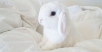 kawaii bunny bunnie rabbit cute animal