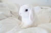 kawaii bunny bunnie rabbit cute animal