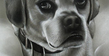 Realistic Dog Drawings (Page #3 of 5) | Fine Art America