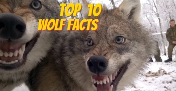 TOP 10 WOLF FACTS - EVERYTHING YOU EVER WANTED TO KNOW ABOUT WOLVES