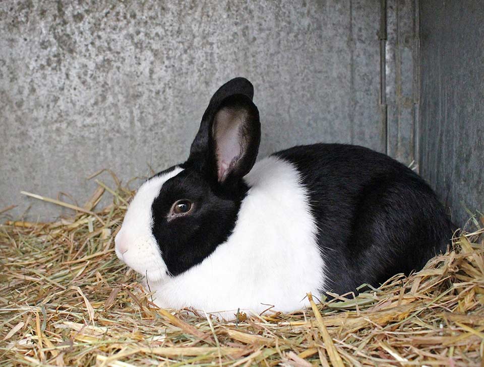 Black-and-White-Rabbit-Breeds