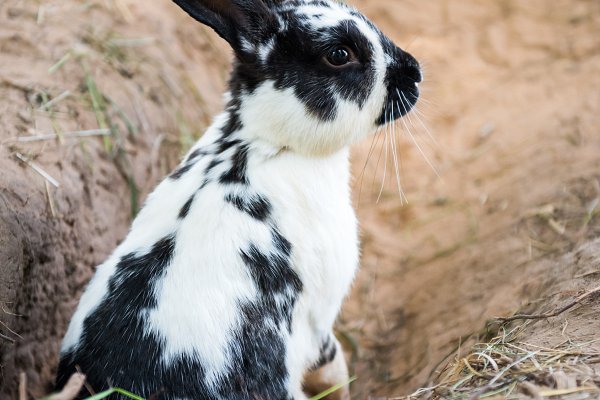 Cute black white rabbit digging hole