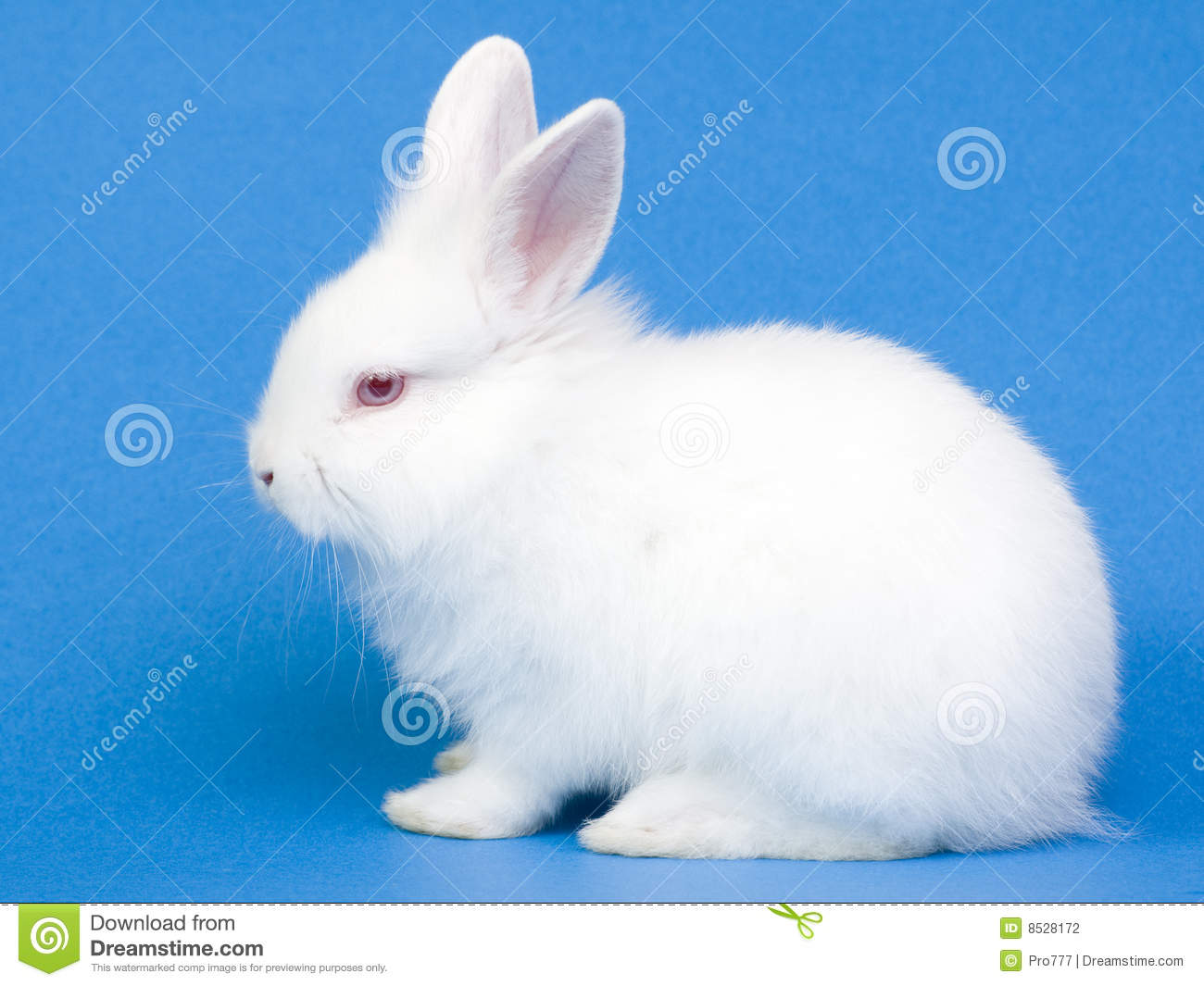 Free download Cute White Baby Rabbits