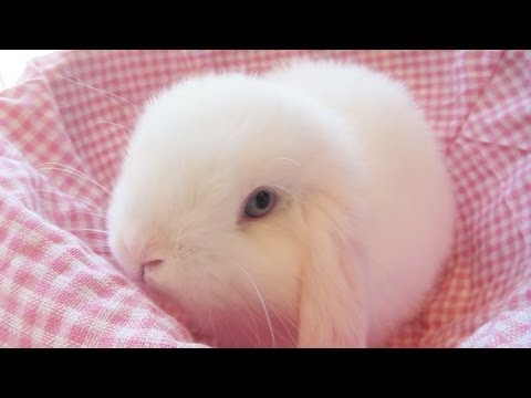 Pure White Baby Bunny in a Basket