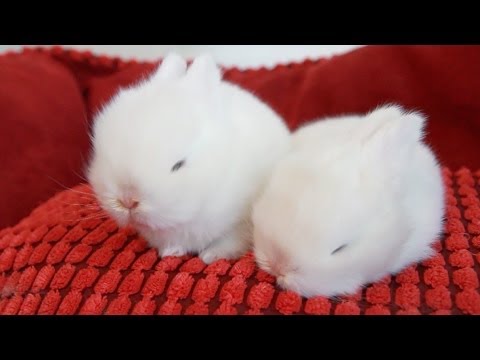 The Cutest White Baby Bunnies